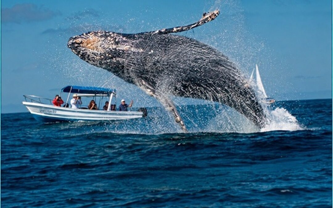 Samaná whale watching & Bacardi Island