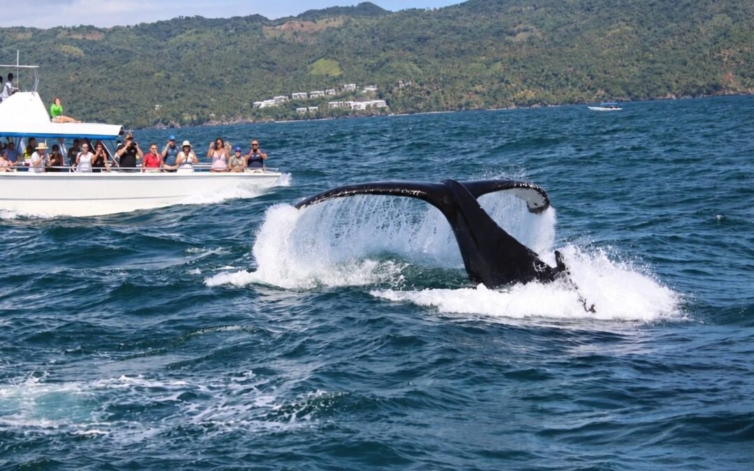Samaná whales & island day